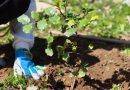 Se abre el plazo para participar en las arboladas de la Diputación, que se celebrarán en la Axarquía y la Serranía de Ronda